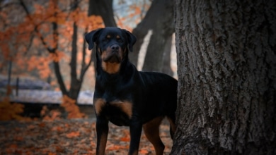 La amenaza primaveral que pone en riesgo a tus perros
