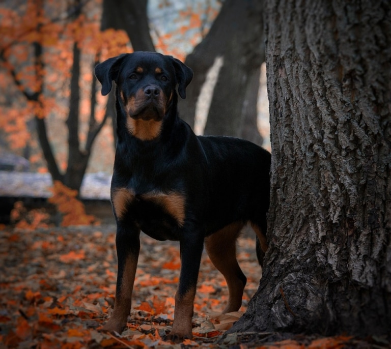 La amenaza primaveral que pone en riesgo a tus perros