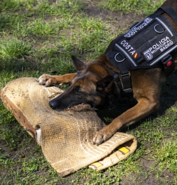 Cachopo, Sam y Costa: los perros policía que "son héroes contra narcos [...]