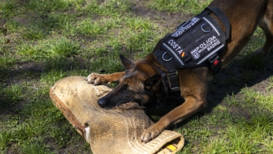 Cachopo, Sam y Costa: los perros policía que "son héroes contra narcos y explosivos"