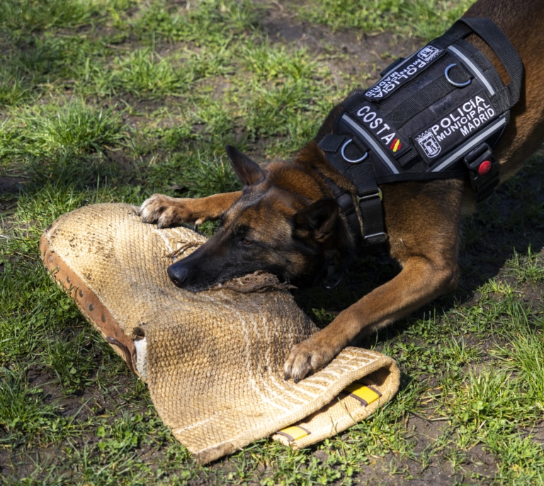 Cachopo, Sam y Costa: los perros policía que "son héroes contra narcos y explosivos"
