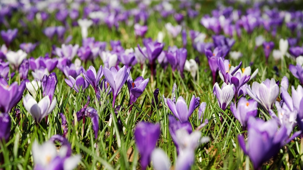 Primeras flores de primavera 2026