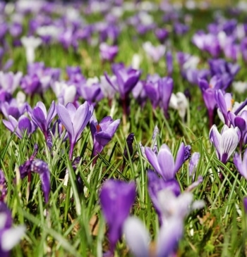 Qué día empieza la primavera 2026 en España