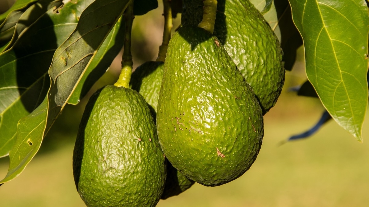 Los aguacates, uno de los frutos más saludables