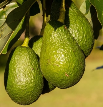 El truco que casi nadie conoce para conservar los aguacates 