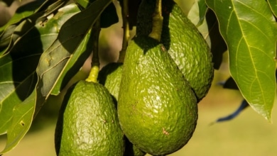 El truco que casi nadie conoce para conservar los aguacates 