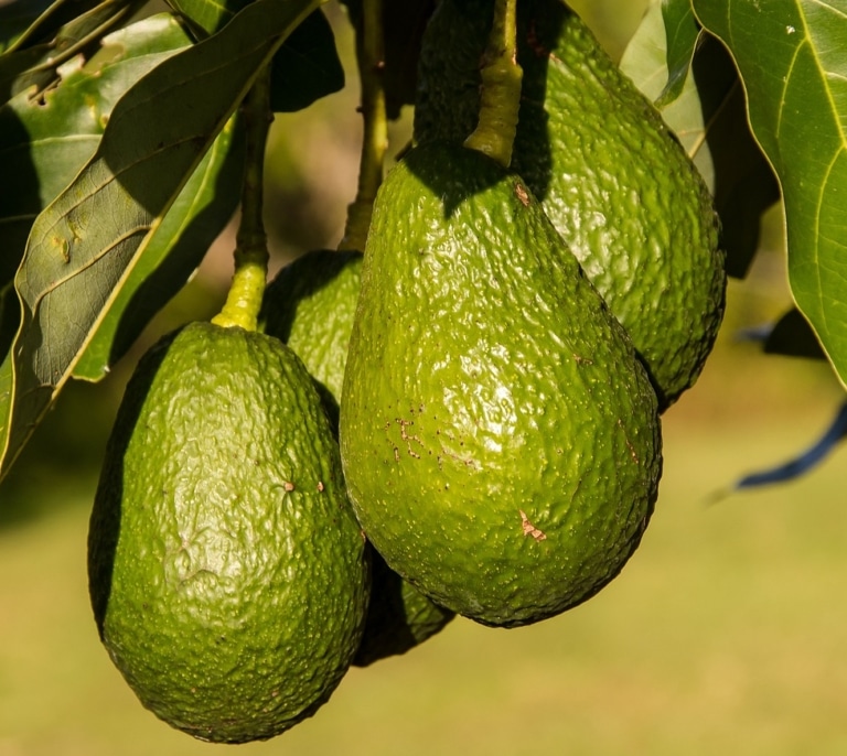 El truco que casi nadie conoce para conservar los aguacates 