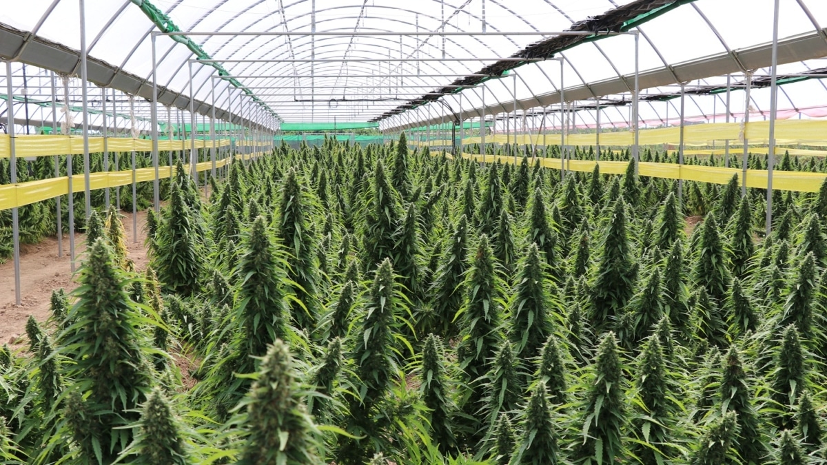 Cáñamo industrial en España: una oportunidad que empieza a tomar forma