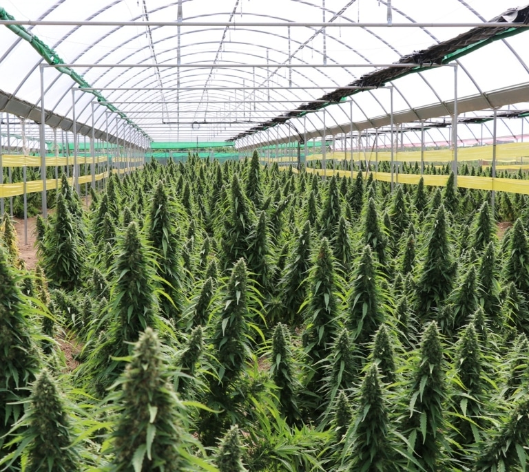 Cáñamo industrial en España: una oportunidad que empieza a tomar forma