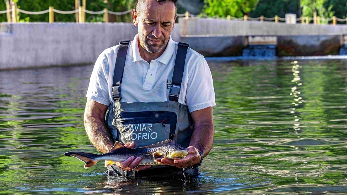Riofrío, de cerca y en Granada, permite visitar la producción del primer caviar ecológico del mundo