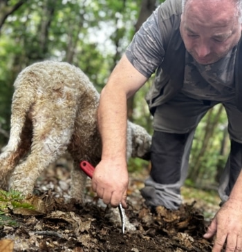 En busca de trufas blancas y vinos únicos en la tierra de [...]