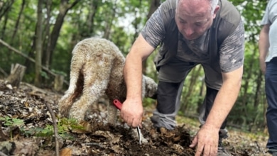 En busca de trufas blancas y vinos únicos en la tierra de la Nutella