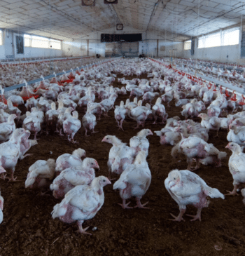 Agricultura levanta parcialmente el confinamiento por la gripe aviar pero siguen las [...]