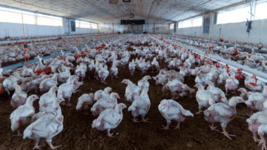 Agricultura levanta parcialmente el confinamiento por la gripe aviar pero siguen las restricciones en más de 1.200 municipios