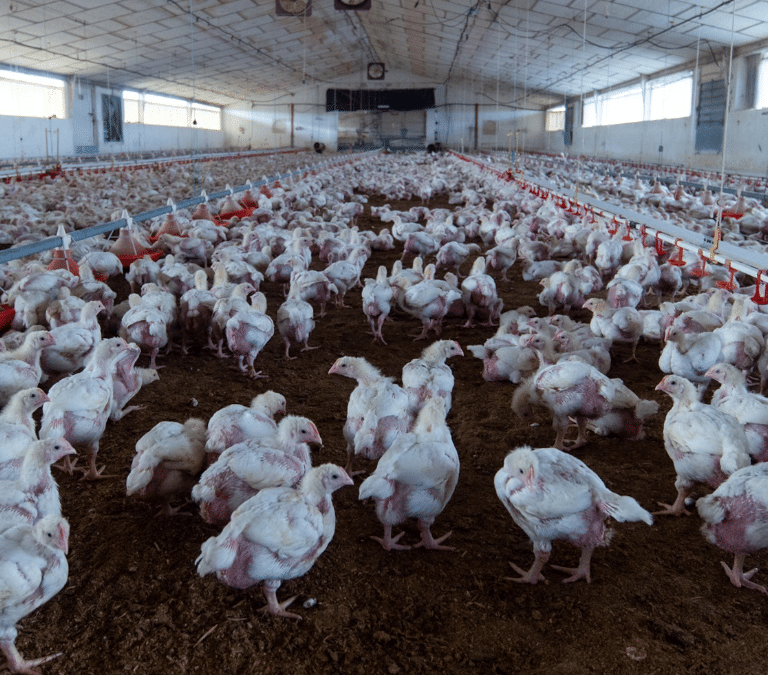 Agricultura levanta parcialmente el confinamiento por la gripe aviar pero siguen las restricciones en más de 1.200 municipios