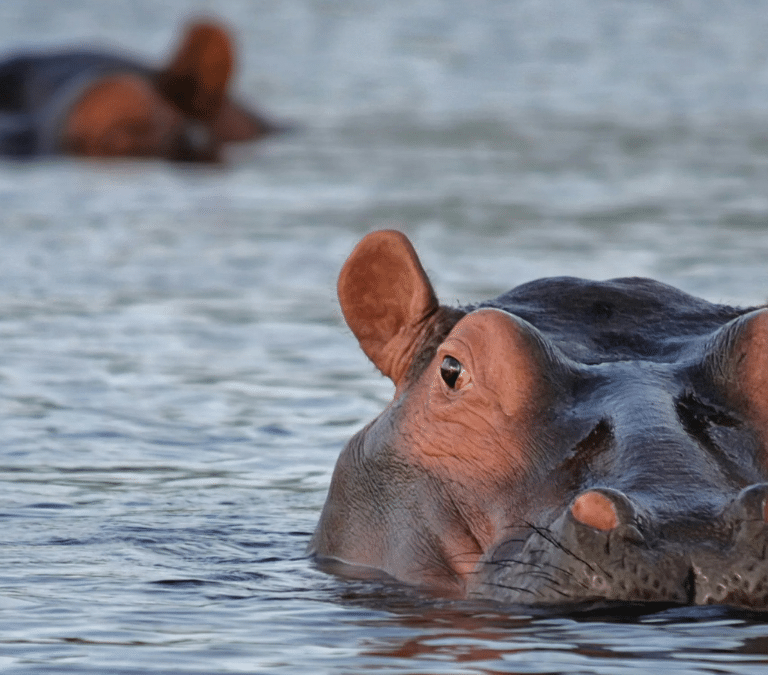 El capricho gigante de Pablo Escobar que se multiplica sin control en Colombia