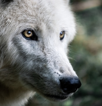 ¿Es legal tener un perro lobo americano en España? Esto dice la [...]