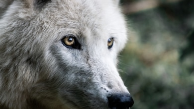 ¿Es legal tener un perro lobo americano en España? Esto dice la ley