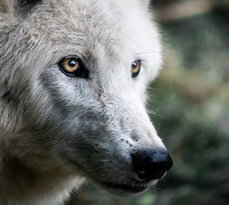 ¿Es legal tener un perro lobo americano en España? Esto dice la ley