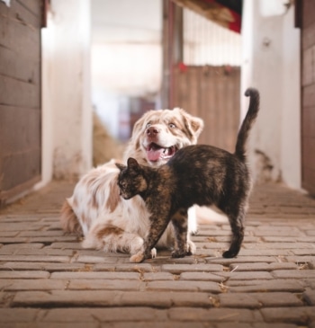 Las condiciones de espacio, temperatura o luz en cautividad, claves