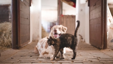 ¿Qué animales puedes tener en casa? Esto dice la nueva normativa