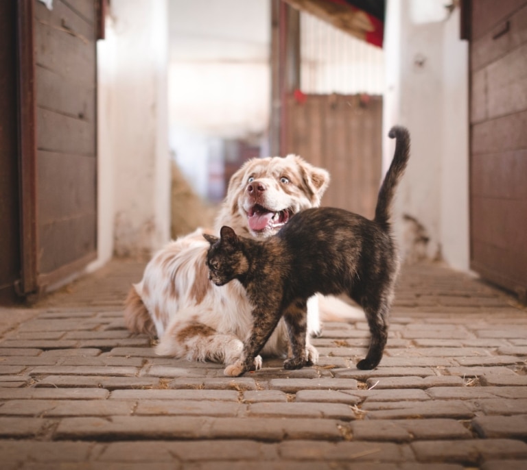 ¿Qué animales puedes tener en casa? Esto dice la nueva normativa