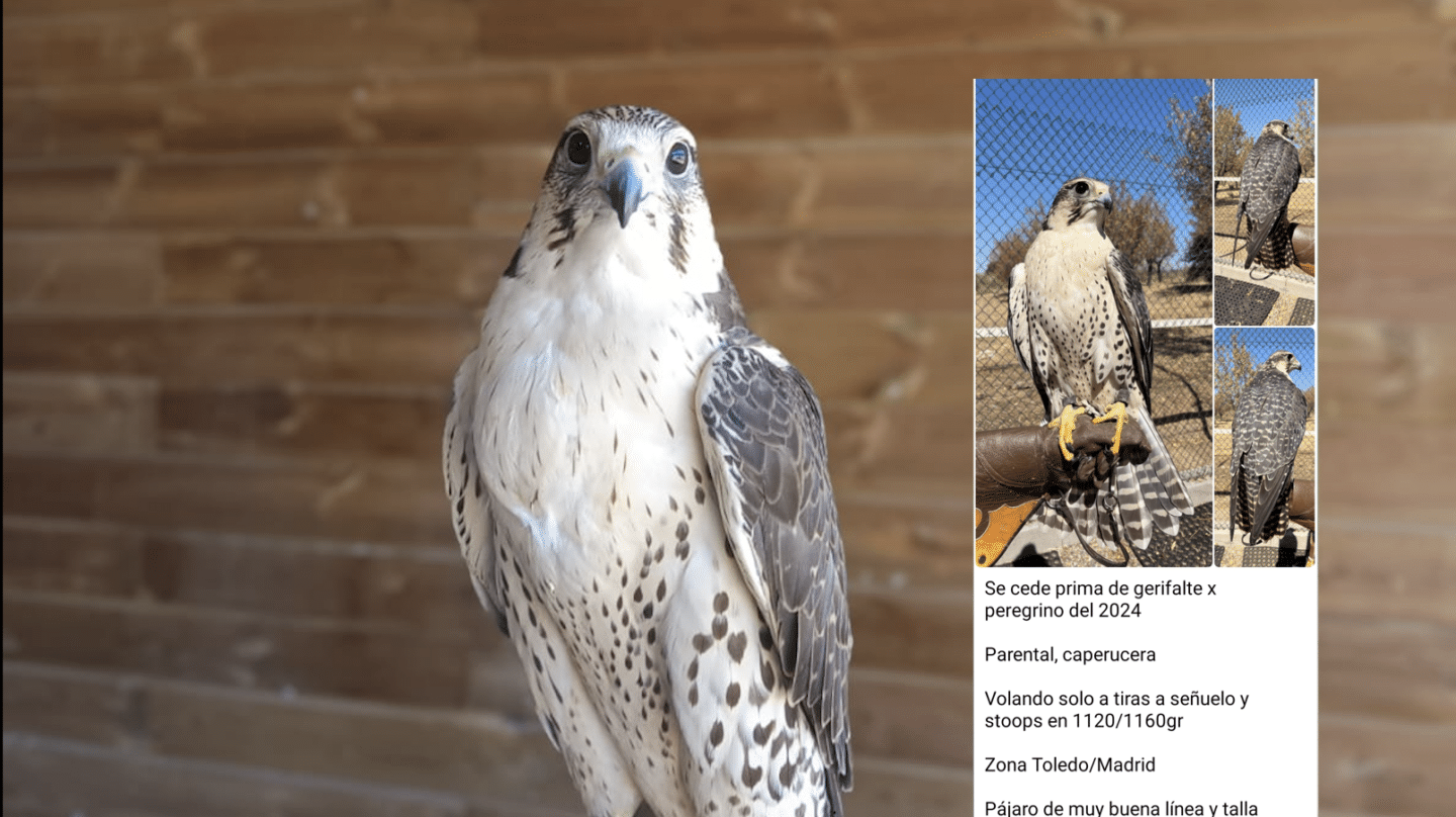 El 'mercado negro' de Puy du Fou: los jefes de cetrería venden halcones por Telegram hasta por 800 euros
