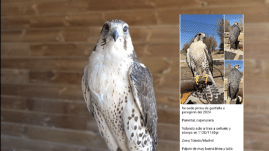 El 'mercado negro' de Puy du Fou: los jefes de cetrería venden halcones por Telegram hasta por 800 euros