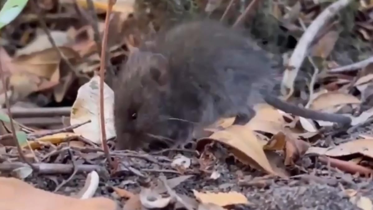 Brote de hantavirus, epidemia de conspiraciones: “El crucero tiene antenas de 5G, están irradiando a los pasajeros” 
