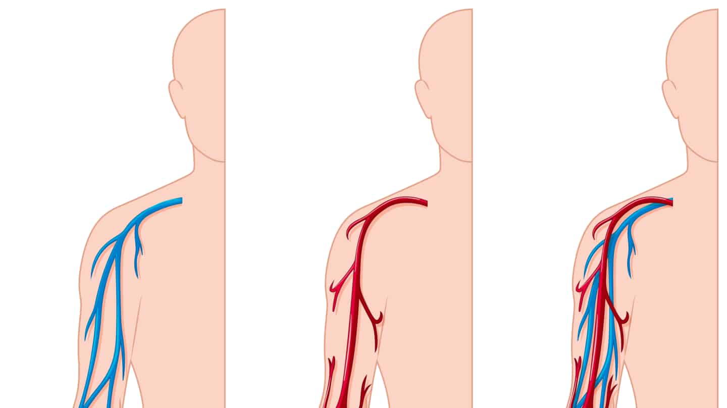 ¿Sabías que si se extendieran los vasos sanguíneos podrían dar dos veces y media la vuelta a la Tierra?