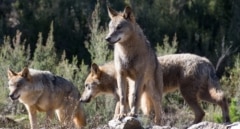 Castilla y León y otras 13 autonomías demandarán al Gobierno por no remitir a Bruselas el informe sobre el lobo ibérico