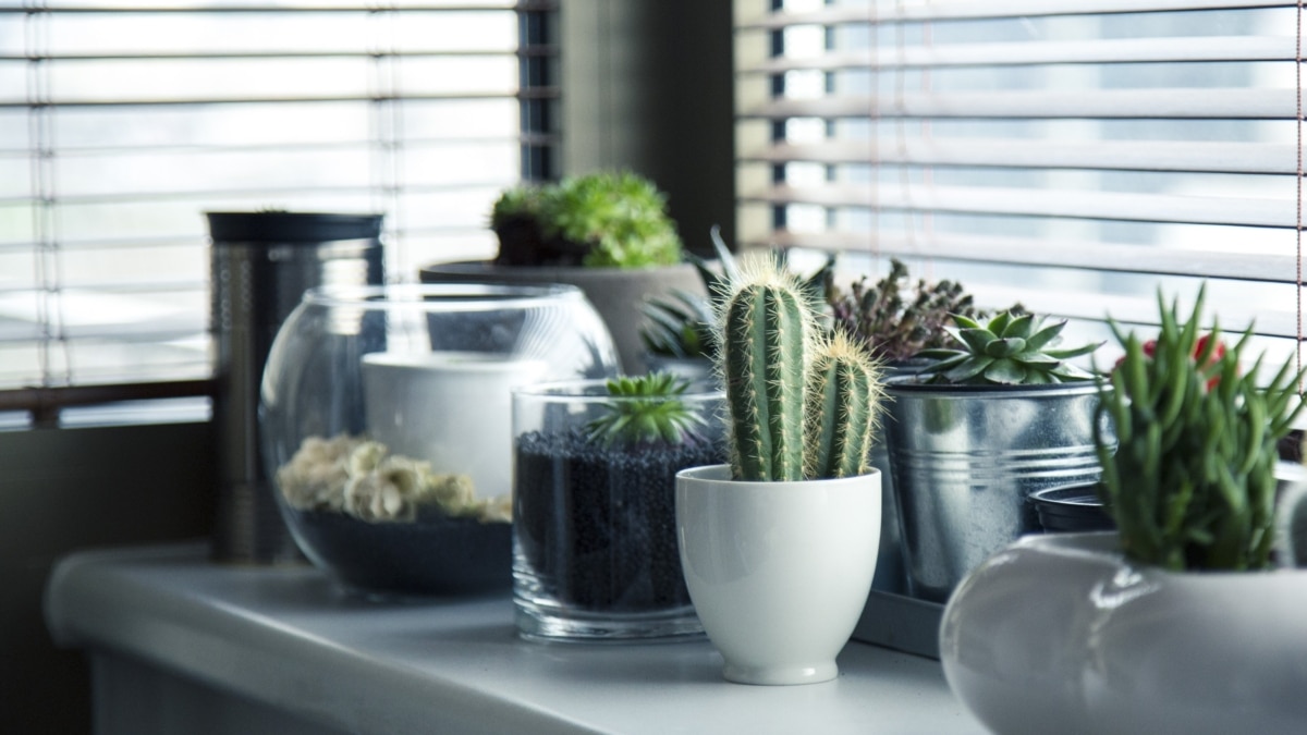 Las mejores plantas para no pasar calor este verano