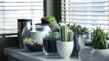 Las mejores plantas para no pasar calor este verano