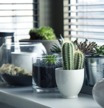 Las mejores plantas para no pasar calor este verano