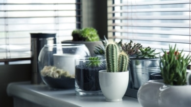 Las mejores plantas de interior para refrescar tu casa este verano