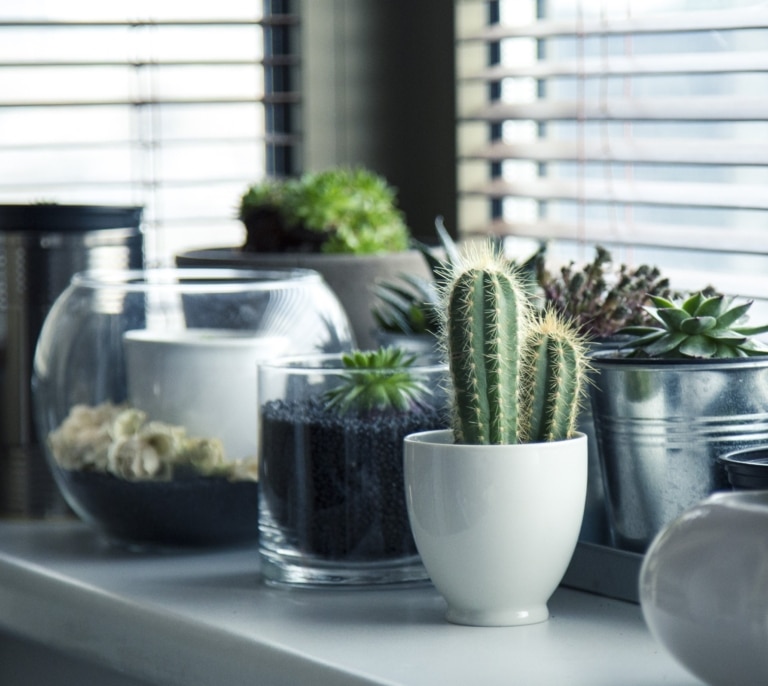 Las mejores plantas de interior para refrescar tu casa este verano