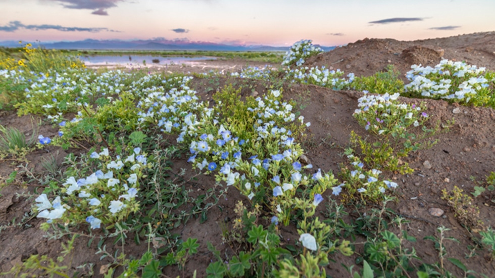 Los desiertos ‘floridos’: la vida secreta de las semillas dormidas