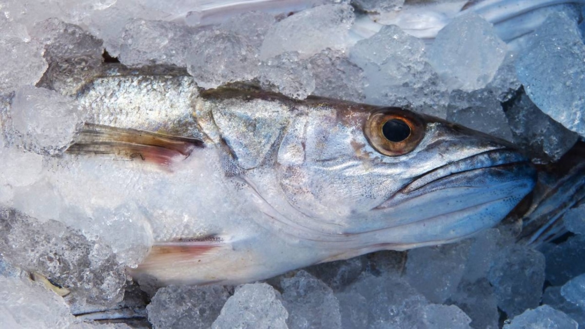 Pescado fresco de pescadería