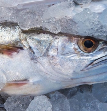 ¿Pescado en bandeja o de pescadería?: la OCU responde cuál es más [...]