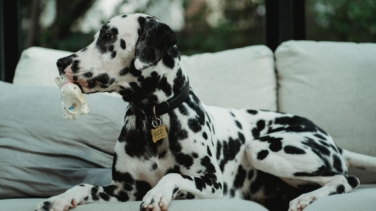 La multa que te pueden poner por dejar a tu perro solo en casa