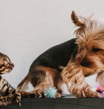 Nuevo reglamento europeo sobre perros y gatos: qué cambia y cómo afecta [...]