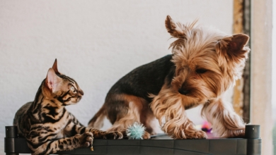 Nuevo reglamento europeo sobre perros y gatos: qué cambia y cómo afecta en España