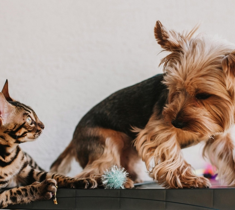 Nuevo reglamento europeo sobre perros y gatos: qué cambia y cómo afecta en España