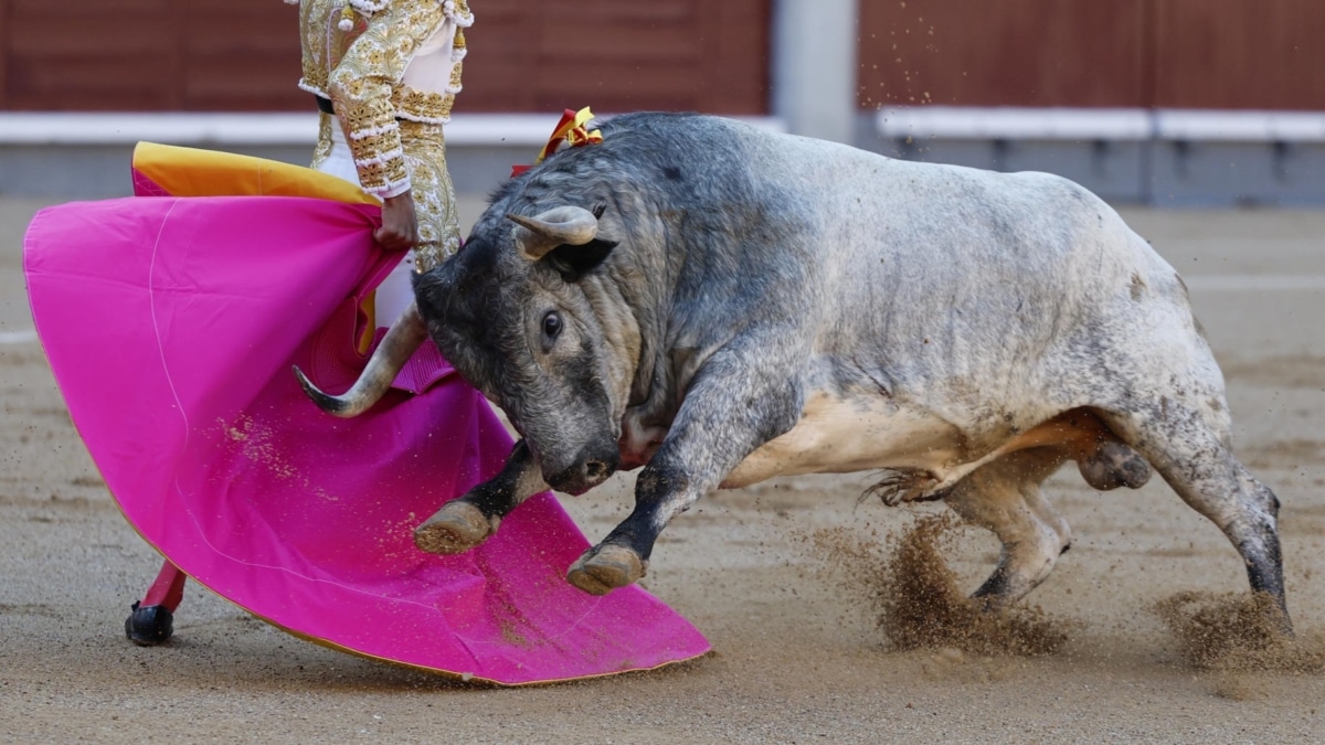 Faena de Manuel Diosleguarde en su confirmación de altenativa el pasado 16 de mayo en Las Ventas.