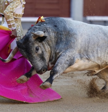 Los toros y España: dignidad selectiva, tortura legalizada