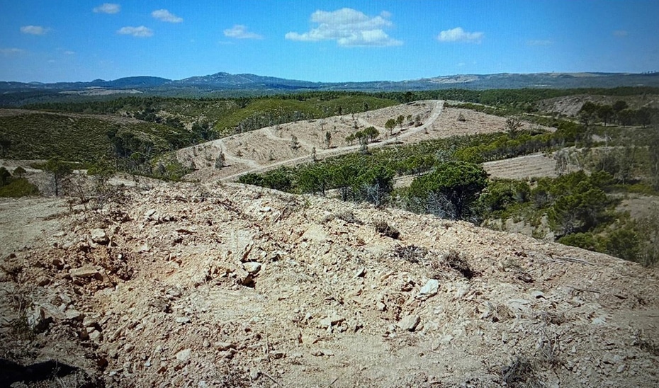 El proyecto REFLORESTA impulsa la recuperación de las 15.000 hectáreas arrasadas por el incendio de Almonaster la Real