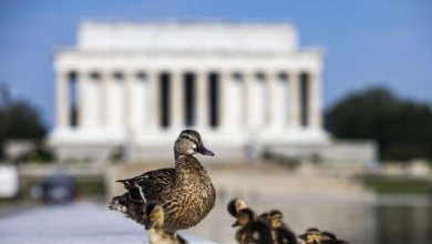 Tres patos muertos se suman al fiasco del último capricho de Trump