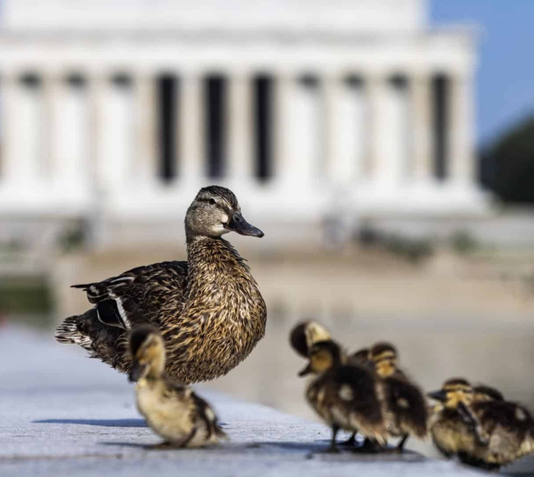 Tres patos muertos se suman al fiasco del último capricho de Trump