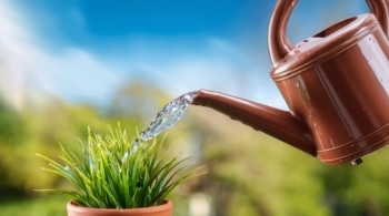 Este es el mejor momento para regar las plantas en verano
