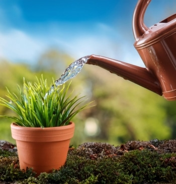 Este es el mejor momento para regar las plantas en verano